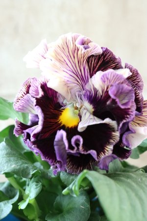 画像2: Fringe Panzy〜Doracula・ドラキュラ〜 No.26