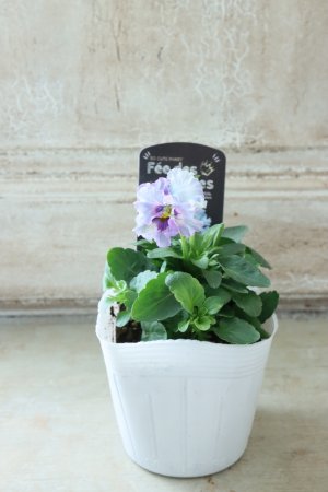 画像4: Fee des neiges  "フェデネージュ ブルー/パープル" No.40