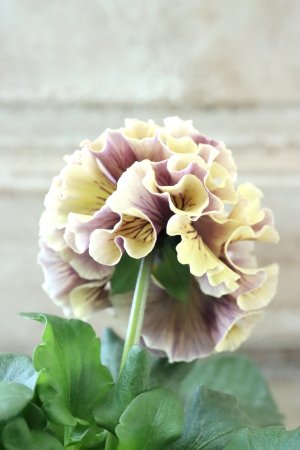 画像4: Fringe Panzy〜Doracula・ドラキュラ〜 No.31