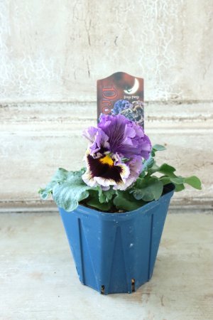 画像5: Fringe Panzy〜Doracula・ドラキュラ〜 No.12