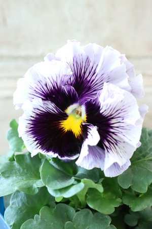 画像1: Fringe Panzy〜Doracula・ドラキュラ〜 No.38