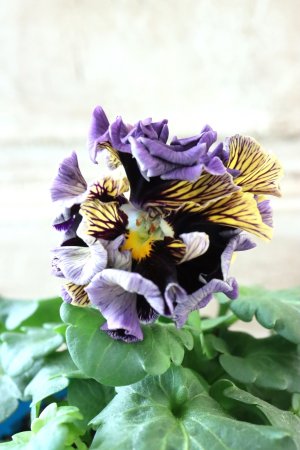 画像3: Fringe Panzy〜Doracula・ドラキュラ〜 No.24