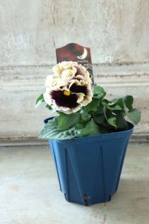 画像5: Fringe Panzy〜Doracula・ドラキュラ〜 No.31