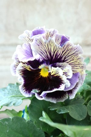 画像3: Fringe Panzy〜Doracula・ドラキュラ〜 No.27