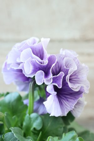 画像4: Fringe Panzy〜Doracula・ドラキュラ〜 No.38