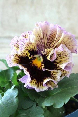 画像1: Fringe Panzy〜Doracula・ドラキュラ〜 No.3