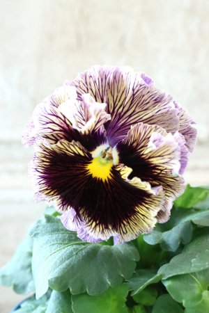 画像1: Fringe Panzy〜Doracula・ドラキュラ〜 No.23