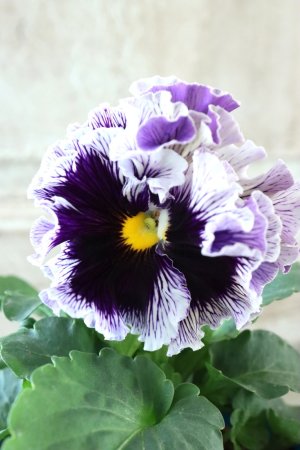 画像2: Fringe Panzy〜Doracula・ドラキュラ〜 No.5