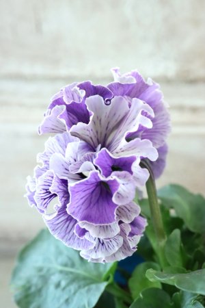 画像4: Fringe Panzy〜Doracula・ドラキュラ〜 No.5