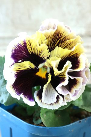 画像2: Fringe Panzy〜Doracula・ドラキュラ〜 No.11