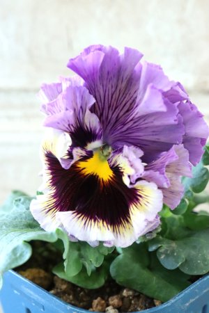 画像3: Fringe Panzy〜Doracula・ドラキュラ〜 No.12