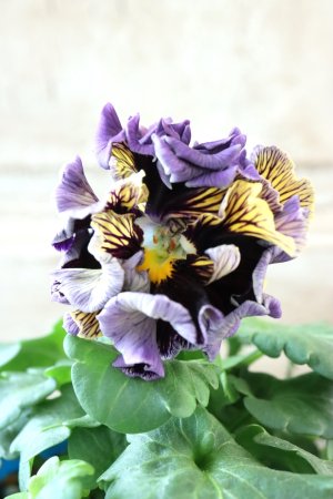 画像1: Fringe Panzy〜Doracula・ドラキュラ〜 No.24