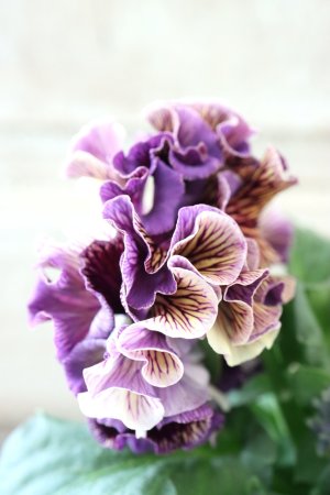 画像4: Fringe Panzy〜Doracula・ドラキュラ〜 No.26