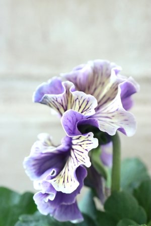 画像4: Fringe Panzy〜Doracula・ドラキュラ〜 No.27