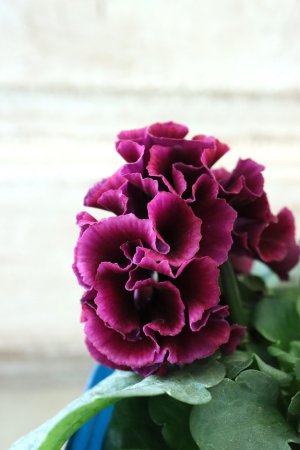 画像4: Fringe Panzy〜Doracula・ドラキュラ〜 No.20