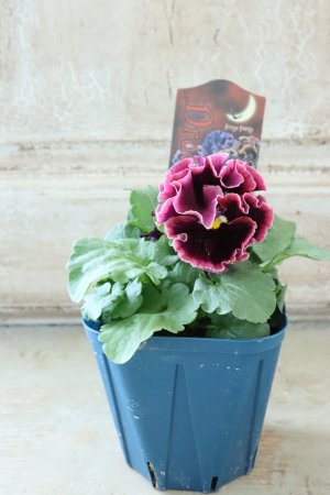 画像5: Fringe Panzy〜Doracula・ドラキュラ〜 No.35