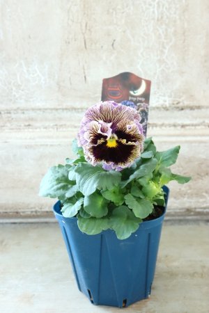 画像5: Fringe Panzy〜Doracula・ドラキュラ〜 No.23