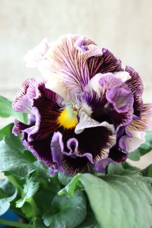 画像3: Fringe Panzy〜Doracula・ドラキュラ〜 No.26