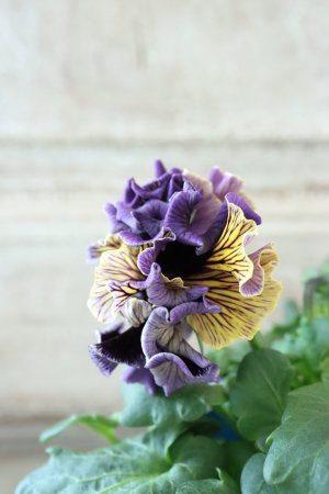 画像4: Fringe Panzy〜Doracula・ドラキュラ〜 No.24