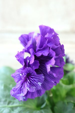 画像4: Fringe Panzy〜Doracula・ドラキュラ〜 No.22