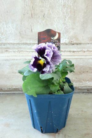 画像5: Fringe Panzy〜Doracula・ドラキュラ〜 No.18