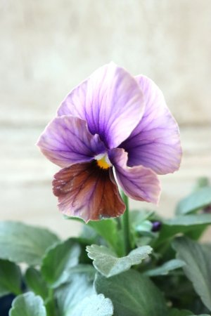 画像3: Nouvelle Vague〜ヌーヴェルヴァーグ〜 No.70