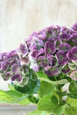 画像2: 秋色紫陽花 "マジカル レボリューション" No.9