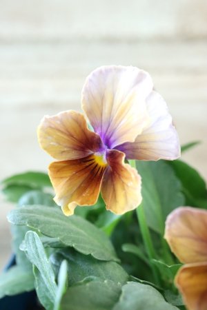 画像3: Nouvelle Vague〜ヌーヴェルヴァーグ〜 No.62