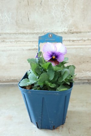 画像4: Nouvelle Vague〜ヌーヴェルヴァーグ〜 No.73