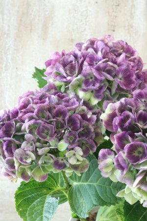 画像1: 秋色紫陽花 "マジカル レボリューション" No.7