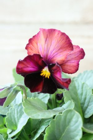 画像2: Nouvelle Vague〜ヌーヴェルヴァーグ〜 No.44