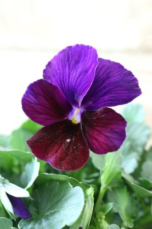 画像1: Nouvelle Vague〜ヌーヴェルヴァーグ〜 No.79