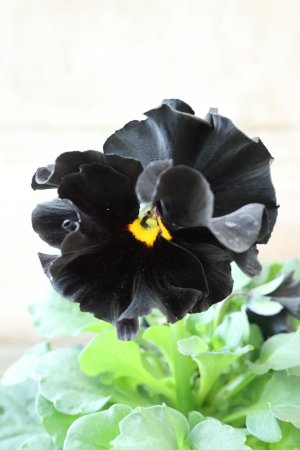 画像8: パンジー "Chebalier de lune~シェバリエ ドゥ リュンヌ~"