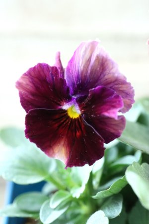 画像1: Nouvelle Vague〜ヌーヴェルヴァーグ〜 No.56