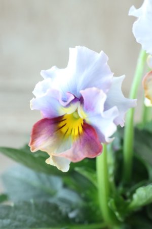 画像1: Nouvelle Vague〜ヌーヴェルヴァーグ〜 No.52