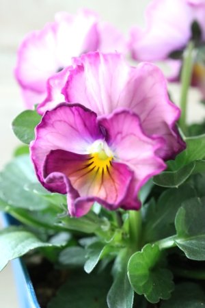 画像4: Nouvelle Vague〜ヌーヴェルヴァーグ〜 No.59