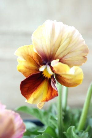 画像4: Nouvelle Vague〜ヌーヴェルヴァーグ〜 No.50