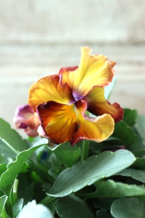 画像2: Nouvelle Vague〜ヌーヴェルヴァーグ〜 No.58