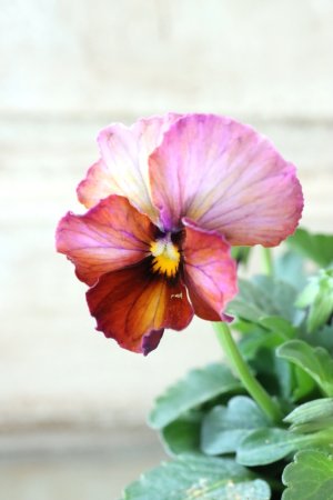 画像3: Nouvelle Vague〜ヌーヴェルヴァーグ〜 No.66