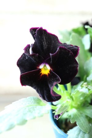 画像1: Nouvelle Vague〜ヌーヴェルヴァーグ〜 No.78