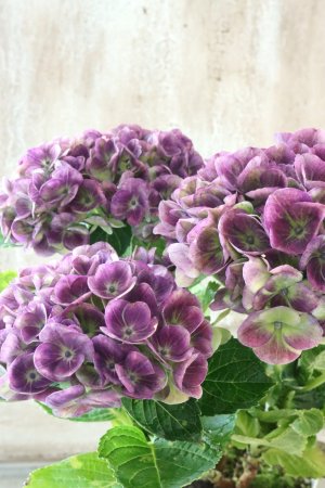 画像2: 秋色紫陽花 "マジカル レボリューション" No.11