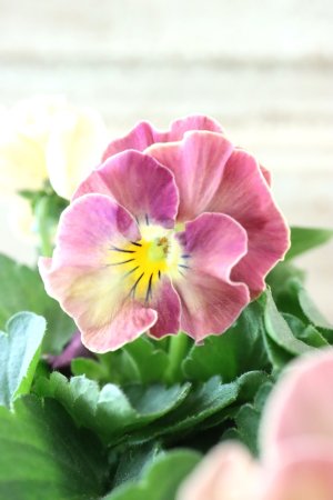 画像3: Nouvelle Vague〜ヌーヴェルヴァーグ〜 No.64