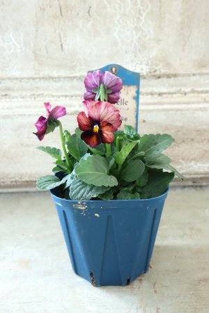 画像5: Nouvelle Vague〜ヌーヴェルヴァーグ〜 No.75