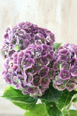 画像1: 秋色紫陽花 "マジカル レボリューション" No.12