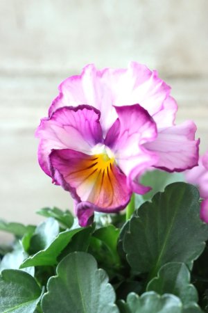 画像1: Nouvelle Vague〜ヌーヴェルヴァーグ〜 No.59