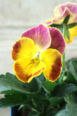 画像2: Nouvelle Vague〜ヌーヴェルヴァーグ〜 No.72