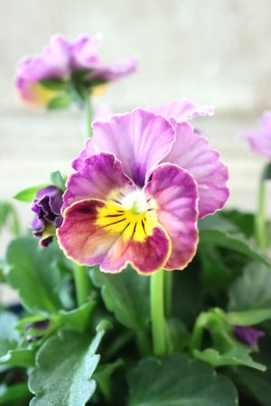 画像2: Nouvelle Vague〜ヌーヴェルヴァーグ〜 No.67