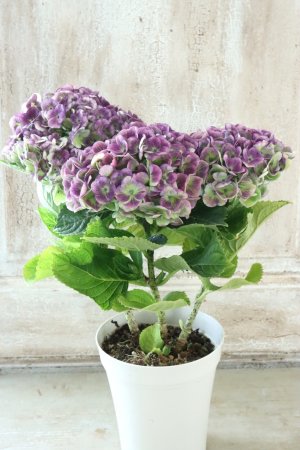 画像6: 秋色紫陽花 "マジカル レボリューション" No.12