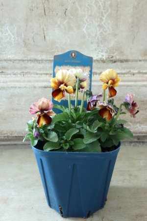 画像5: Nouvelle Vague〜ヌーヴェルヴァーグ〜 No.50