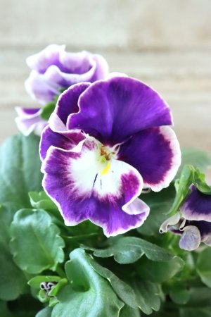 画像1: Nouvelle Vague〜ヌーヴェルヴァーグ〜 No.65